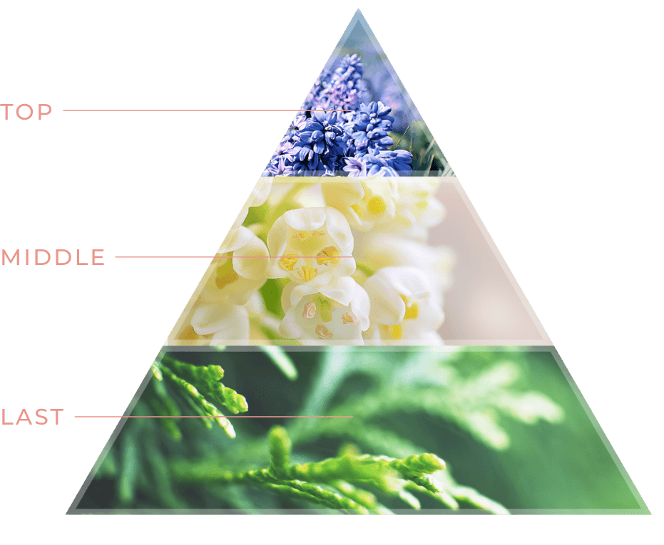 fragrance